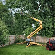 How Our Tree Care Process Works  in  Sterling Heights, MI